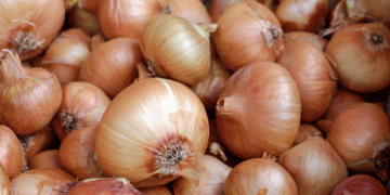 Rising Global Demand for Austrian Onions: Export Opportunities and Challenges for Farmers
