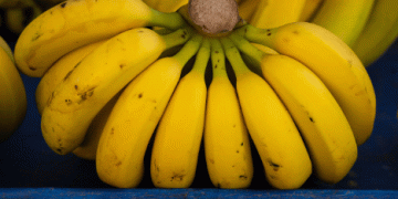 Colombian Banana Producers Urge European Retailers for Fairer Pricing