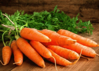 Costa Rica’s Carrot Production Soars by 31%: A Leap Toward Self-Sufficiency
