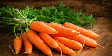 Costa Rica’s Carrot Production Soars by 31%: A Leap Toward Self-Sufficiency