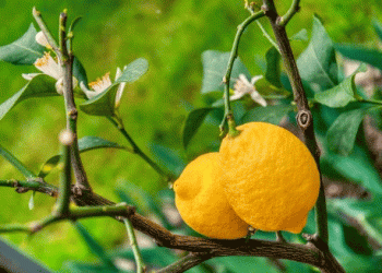 Balancing Act: Rain Eases Drought in Spain, But Hail Wreaks Havoc on Kaki and Citrus Crops