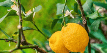 Balancing Act: Rain Eases Drought in Spain, But Hail Wreaks Havoc on Kaki and Citrus Crops