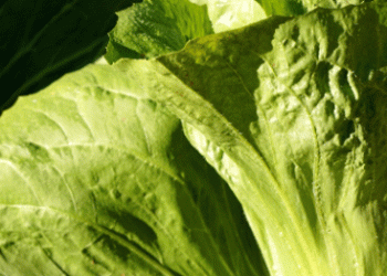 Zuckerhut Lettuce: Freshness in the Cold Months with Swiss Grown Resilience