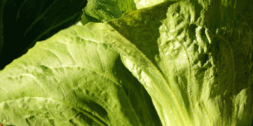 Zuckerhut Lettuce: Freshness in the Cold Months with Swiss Grown Resilience