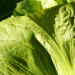 Zuckerhut Lettuce: Freshness in the Cold Months with Swiss Grown Resilience