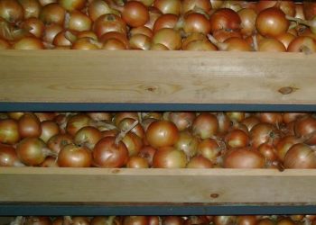 High Yields, Low Prices: The Challenging Year for Spanish Onion Farmers