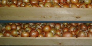 High Yields, Low Prices: The Challenging Year for Spanish Onion Farmers