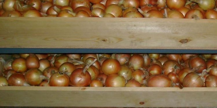 High Yields, Low Prices: The Challenging Year for Spanish Onion Farmers