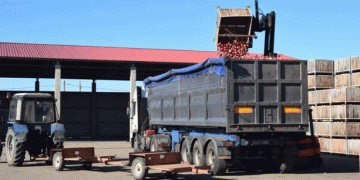 Winter-Ready Produce: How Grodno Region Prepares for the Off-Season with Stabilization Funds