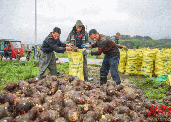 How Ever-Evolving Agricultural Innovation is Making Hunan’s Vegetable Industry a Global Powerhouse