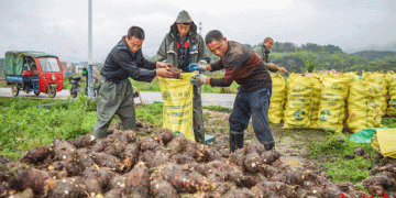 How Ever-Evolving Agricultural Innovation is Making Hunan’s Vegetable Industry a Global Powerhouse