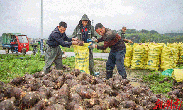 How Ever-Evolving Agricultural Innovation is Making Hunan’s Vegetable Industry a Global Powerhouse