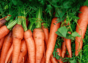 Irkutsk Region Harvests Over 31,000 Tons of Open-Field Vegetables: A Key Success for Local Agriculture