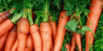 Irkutsk Region Harvests Over 31,000 Tons of Open-Field Vegetables: A Key Success for Local Agriculture