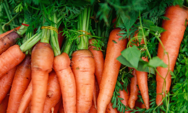 Irkutsk Region Harvests Over 31,000 Tons of Open-Field Vegetables: A Key Success for Local Agriculture