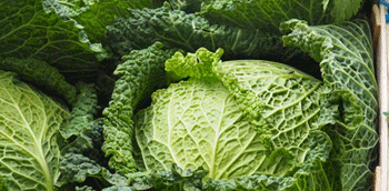 Rain Challenges in Schleswig-Holstein: Farmers Struggling with Mixed Harvests Amid Changing Climate