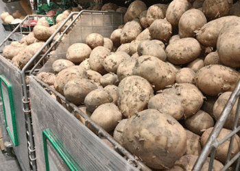 Kaliningrad Farmers Boost Vegetable Reserves Amid Rising Off-Season Prices