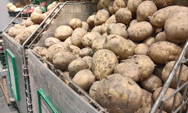 Kaliningrad Farmers Boost Vegetable Reserves Amid Rising Off-Season Prices