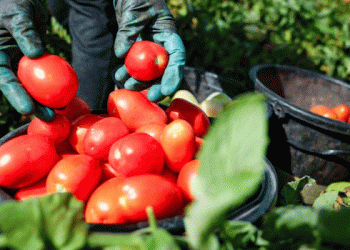 Creating an Agricultural Cluster in Kherson: A Boost for Local Vegetable Production