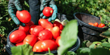 Creating an Agricultural Cluster in Kherson: A Boost for Local Vegetable Production