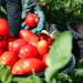 Creating an Agricultural Cluster in Kherson: A Boost for Local Vegetable Production