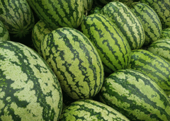 Almería Leads Spain’s Watermelon Exports Despite a 27% Decline Over Five Seasons