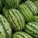 Almería Leads Spain’s Watermelon Exports Despite a 27% Decline Over Five Seasons