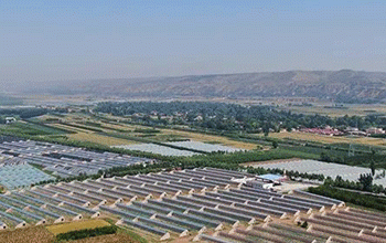 Pingliang City Leads Gansu Province with 11.8% Growth in Vegetable Production in 2024