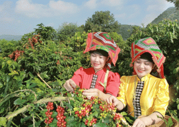 Building Raw Material Zones for Agro-Processing: A Sustainable Path for Agriculture