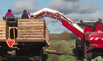 Game-Changing Technology: Bologovich Farmer Tests New Cabbage Harvester