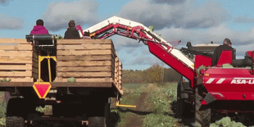 Game-Changing Technology: Bologovich Farmer Tests New Cabbage Harvester