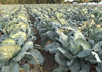 Erciş Cabbage Harvest Begins: Farmers Seek Market Stability and Investment