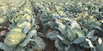 Erciş Cabbage Harvest Begins: Farmers Seek Market Stability and Investment