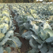 Erciş Cabbage Harvest Begins: Farmers Seek Market Stability and Investment