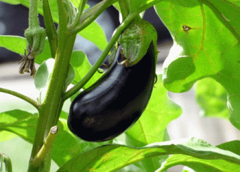 Spain’s Eggplant Sales Reach Historic High in the EU for 2023/24 Season