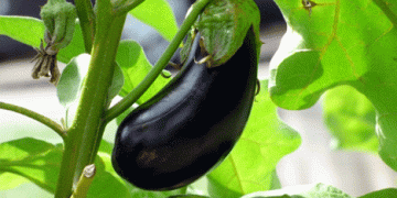 Spain’s Eggplant Sales Reach Historic High in the EU for 2023/24 Season