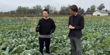 Time to Chop Cabbage: Farmers in Leningrad Oblast Gather Their Autumn Harvest