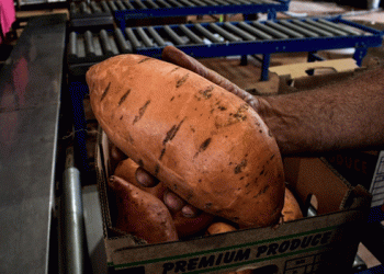 Andrew and Nicola Forrest’s Sweet Potato Venture: A Step Towards Reducing WA’s Reliance on Eastern Imports