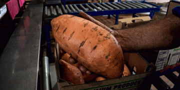 Andrew and Nicola Forrest’s Sweet Potato Venture: A Step Towards Reducing WA’s Reliance on Eastern Imports
