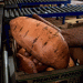 Andrew and Nicola Forrest’s Sweet Potato Venture: A Step Towards Reducing WA’s Reliance on Eastern Imports