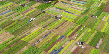 Trà Quế Village: The Heart of Sustainable Agricultural Tourism in Vietnam