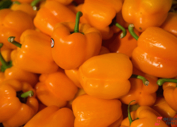 120 Tons of Kazakh Vegetables Blocked from Entering Chelyabinsk Region: Implications for Local Agriculture and Trade