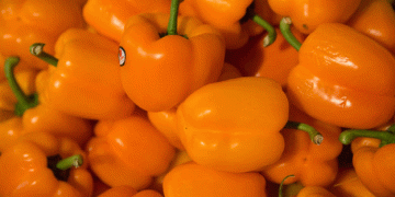 120 Tons of Kazakh Vegetables Blocked from Entering Chelyabinsk Region: Implications for Local Agriculture and Trade