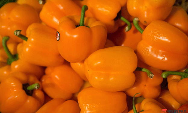 120 Tons of Kazakh Vegetables Blocked from Entering Chelyabinsk Region: Implications for Local Agriculture and Trade