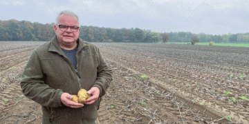 Niedersachsen’s Potato Boom: 2024 Sees Record Harvest Despite Weather Challenges