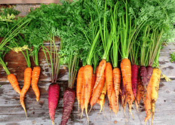 A Balanced Market: Insights from Austria’s Carrot Harvest