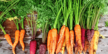 A Balanced Market: Insights from Austria’s Carrot Harvest