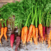 A Balanced Market: Insights from Austria’s Carrot Harvest