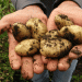 Climate Change Disrupts Europe’s Potato Production: A Growing Concern for Farmers