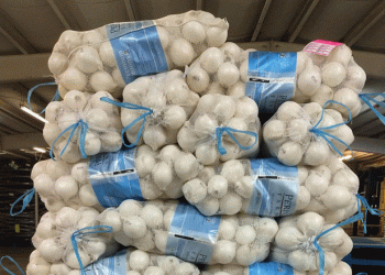 Onion Harvest 2024-25: Growers Anticipate a Season of High Quality and Steady Supply